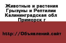 Животные и растения Грызуны и Рептилии. Калининградская обл.,Приморск г.